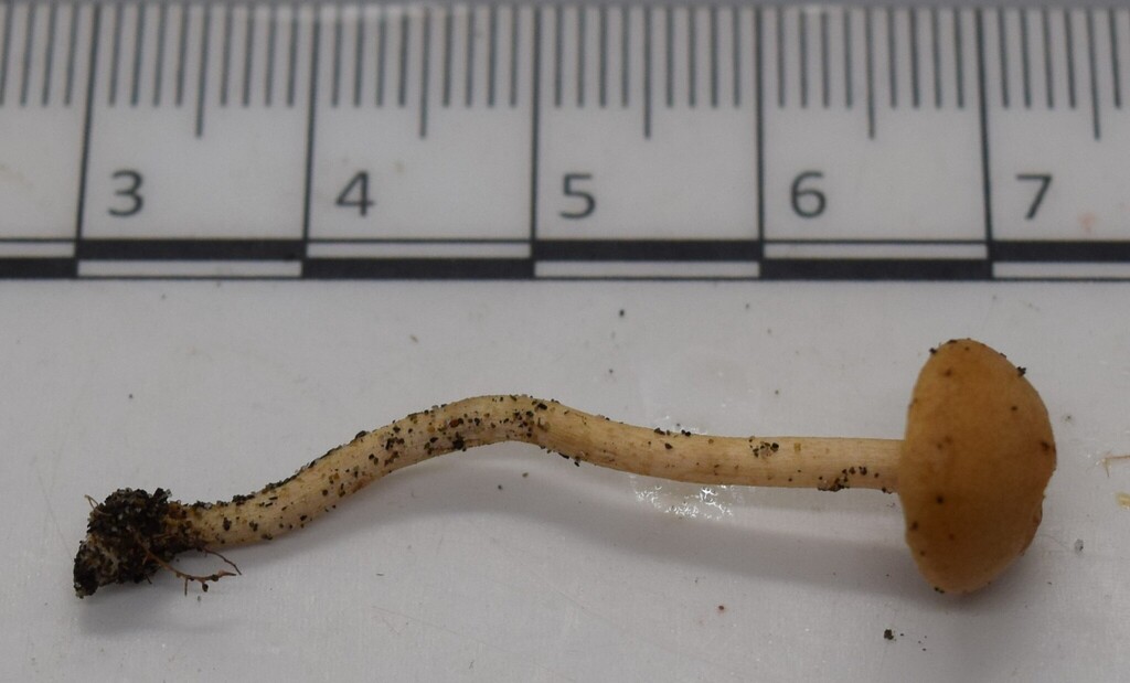 Agrocybe pediades · June 2025 · photo: © davidwhyte (iNaturalist, cc-by-sa)