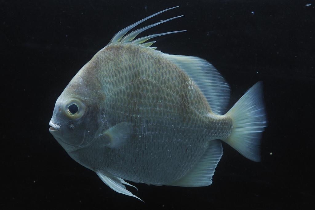 Schijf-spaanvis (Ephippus orbis) — Ephippidae