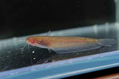 Silurichthys hasseltii