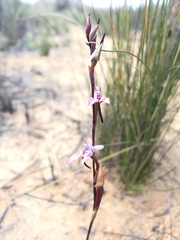 Disa inflexa