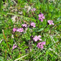 Dianthus nitidus, photograph (c) Marek Hrušovský, some rights reserved (CC BY)