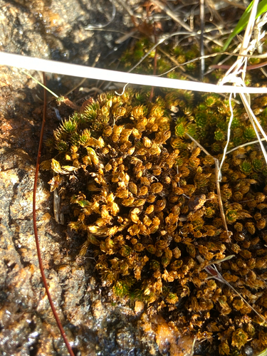 Rosulabryum campylothecium observed 2025-06-13