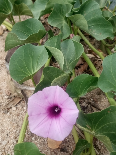sweet potato
