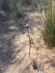 Disa inflexa