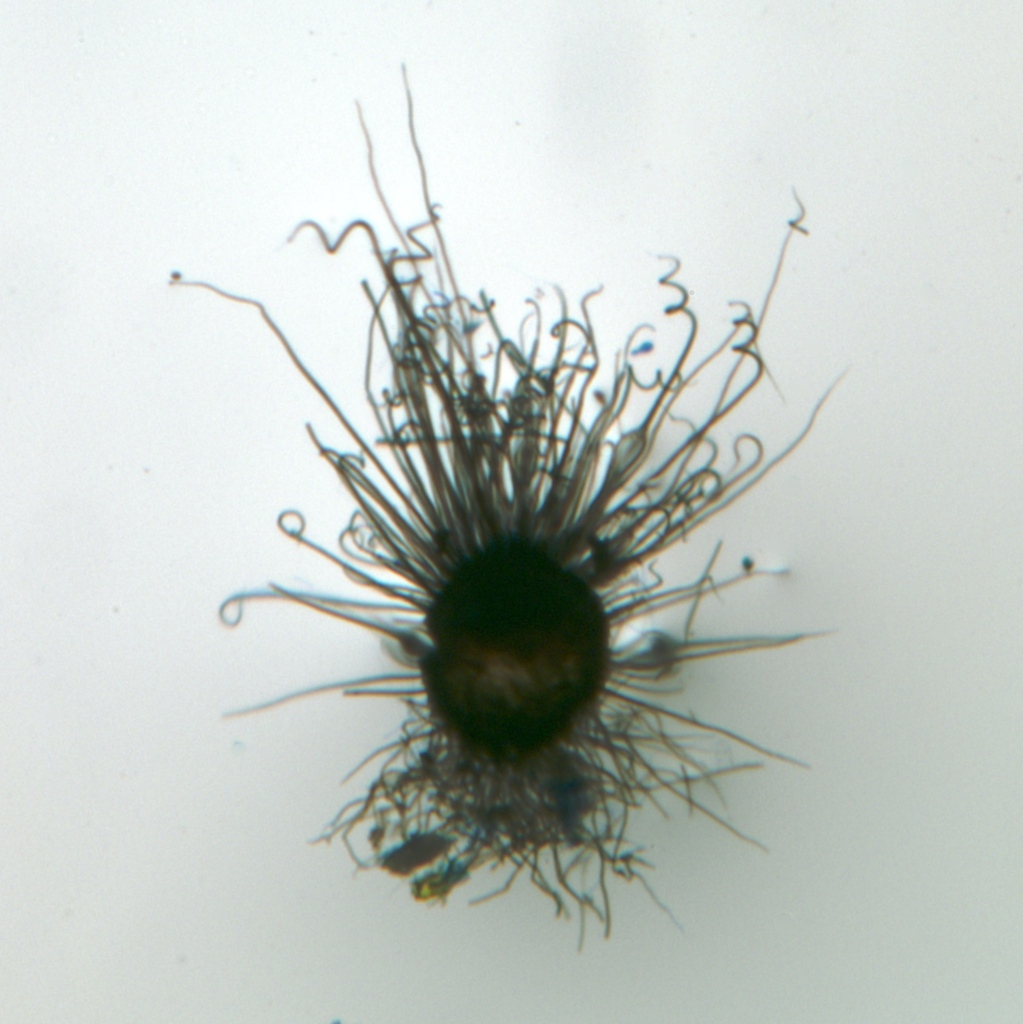 Chaetomium