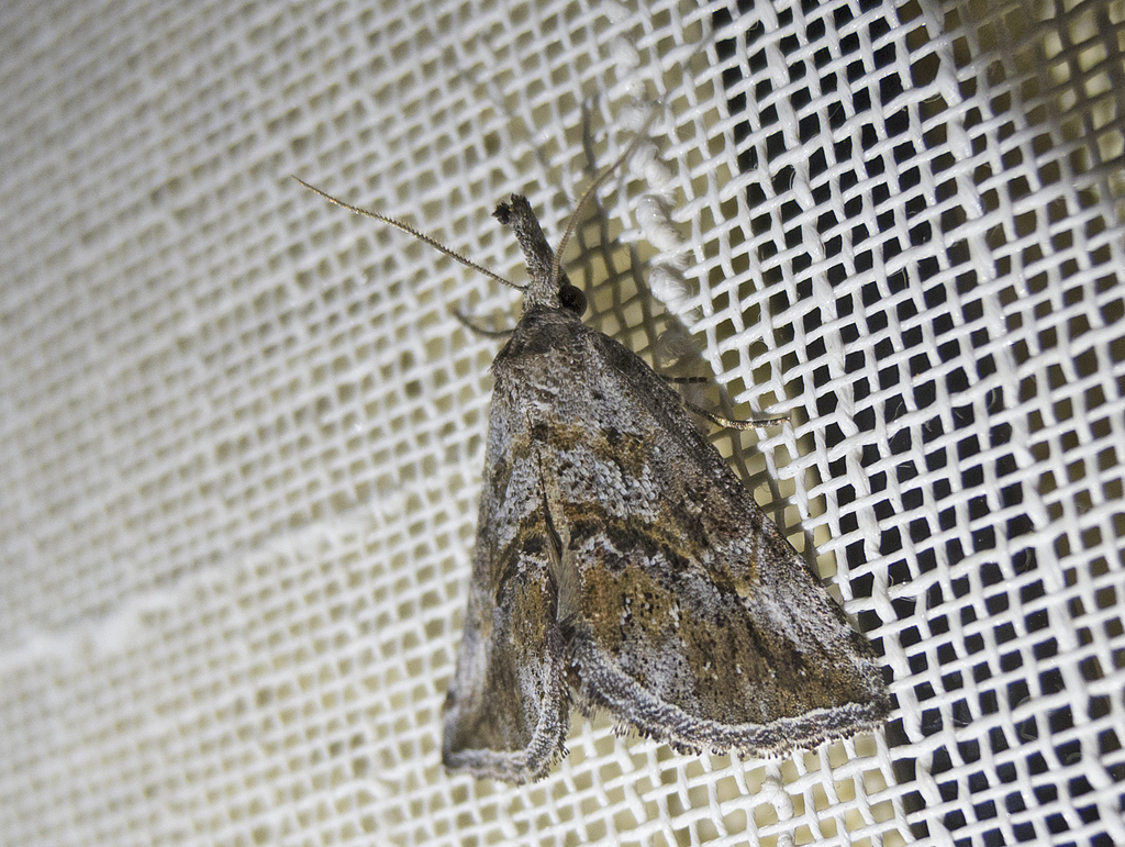 Zekelita antiqualis