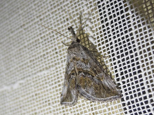 Zekelita antiqualis