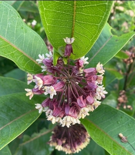 Shea Tree