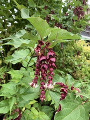 Leycesteria