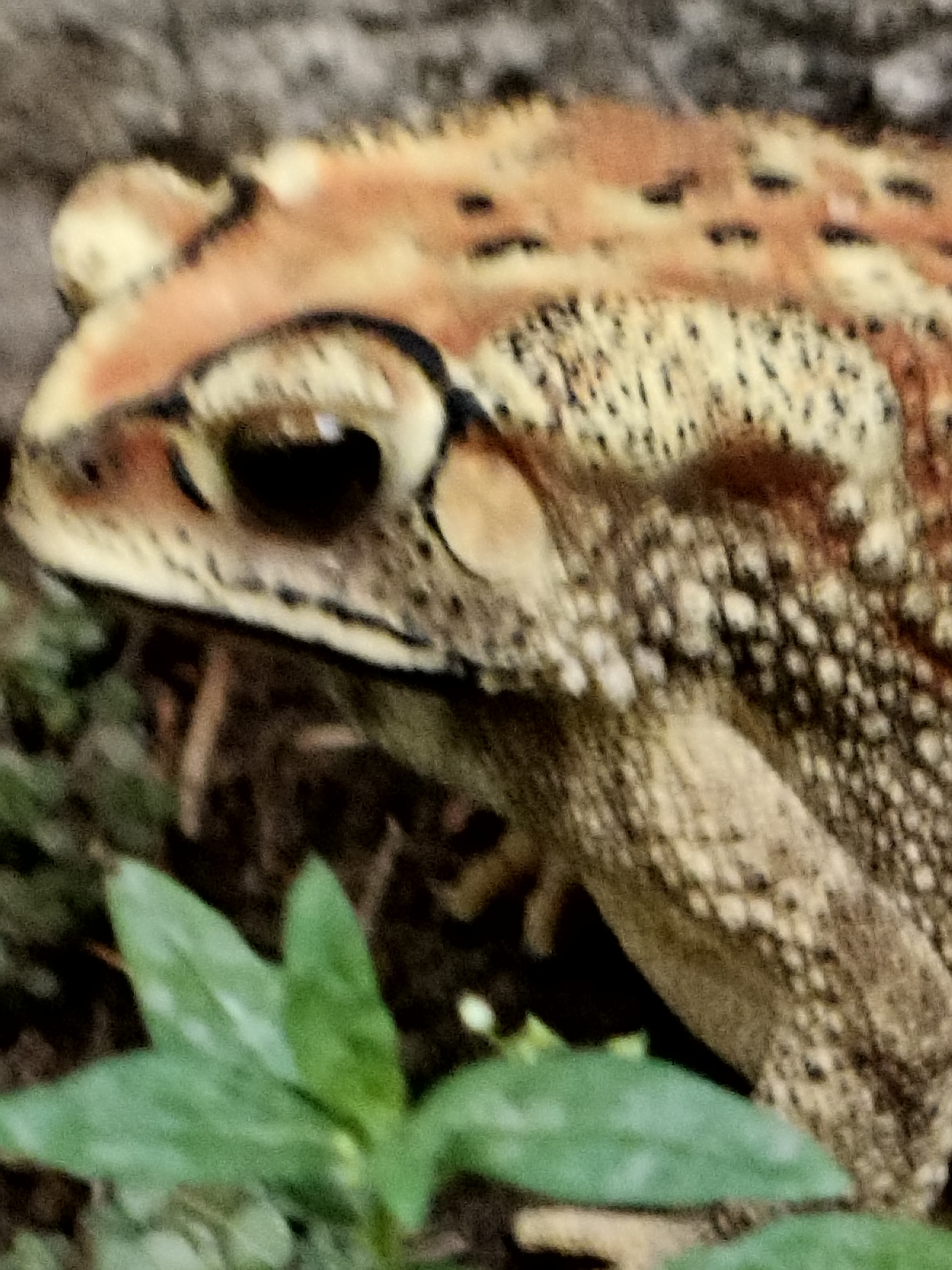 Indian Common True Toad
