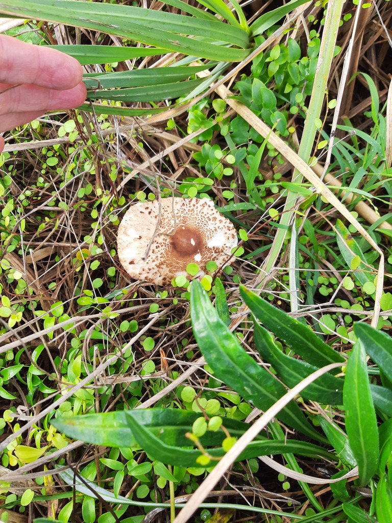 Macrolepiota clelandii · June 2025 · photo: © davidwhyte (iNaturalist, cc-by-sa)