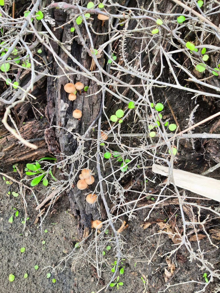 Mycena mariae · June 2025 · photo: © davidwhyte (iNaturalist, cc-by-sa)