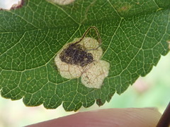 Stigmella plagicolella