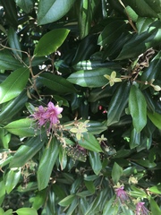 Capparis cynophallophora