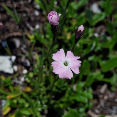 Dianthus nitidus, photograph (c) Marek Hrušovský, some rights reserved (CC BY)