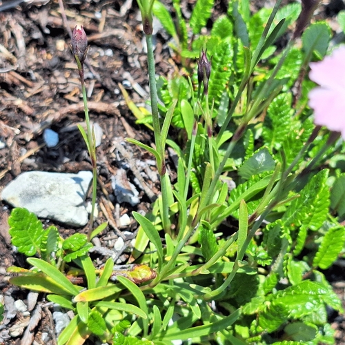 Dianthus nitidus, photograph 3