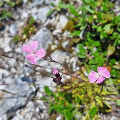 Dianthus nitidus, photograph (c) Marek Hrušovský, some rights reserved (CC BY)
