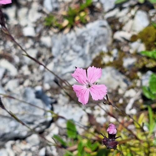 Dianthus nitidus, photograph 5