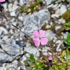Dianthus nitidus, photograph (c) Marek Hrušovský, some rights reserved (CC BY)