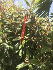 Capparis cynophallophora