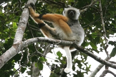 Propithecus diadema
