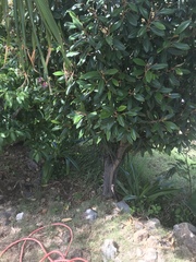 Capparis cynophallophora