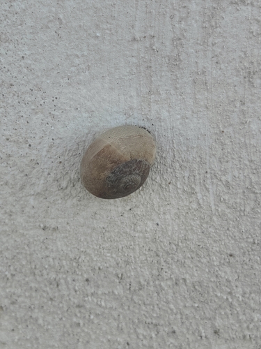 Eobania vermiculata