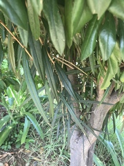 Capparis cynophallophora