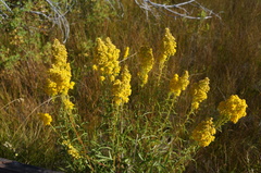 Solidago spectabilis