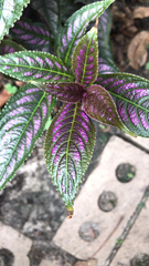Strobilanthes auriculata dyeriana
