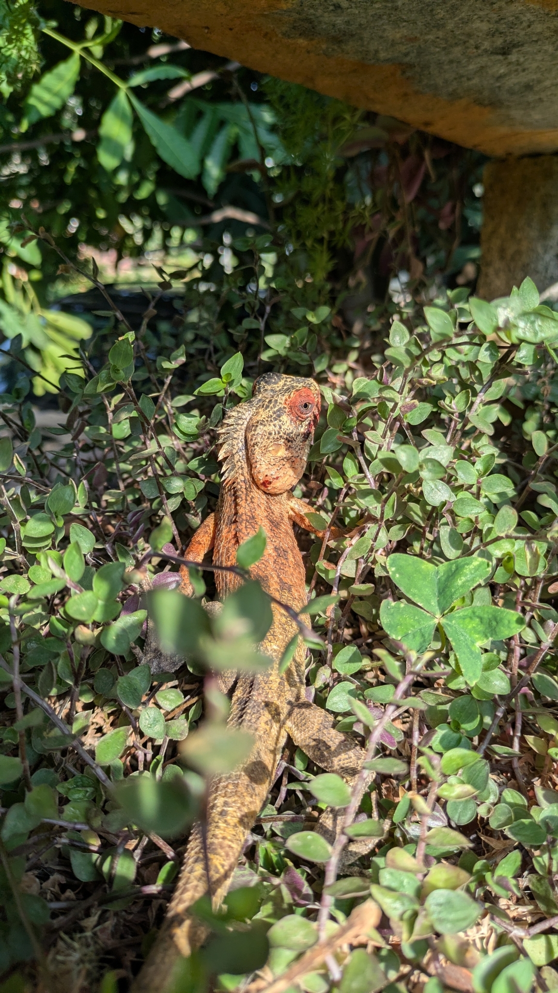 Oriental Garden Lizard
