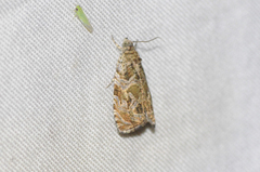 Olethreutes tilianum