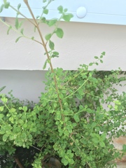 Lippia micromera