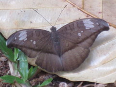Tanaecia cocytus