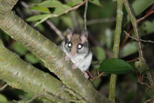 Lirón careto (Eliomys quercinus)