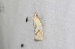 Agapeta