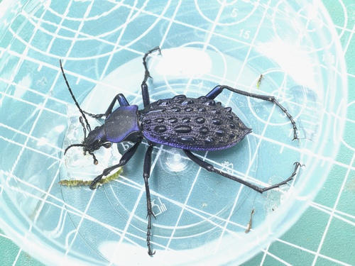 Carabus pustulifer