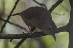 Malacocincla abbotti