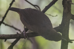 Malacocincla abbotti