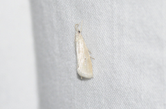 Eoreuma densellus