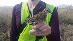 Coturnicops noveboracensis