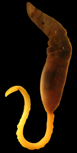 Thalassema observed 2006-10-05