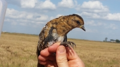 Coturnicops noveboracensis