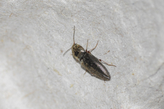 Cardiophorus