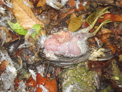 Tropicoperdix chloropus