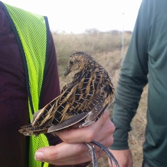Coturnicops noveboracensis