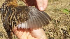 Coturnicops noveboracensis