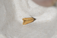Dichomeris heriguronis