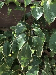 Polyscias guilfoylei