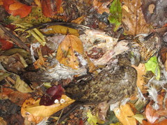 Tropicoperdix chloropus